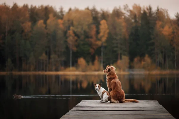 Perro Jack Russell Terrier y Nova Scotia Duck Tolling Retriever —  Fotos de Stock