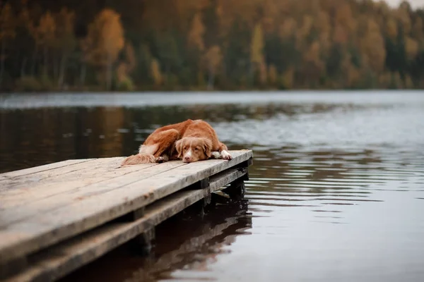 狗新斯科舍省鸭在一个木码头的收费猎犬 — 图库照片