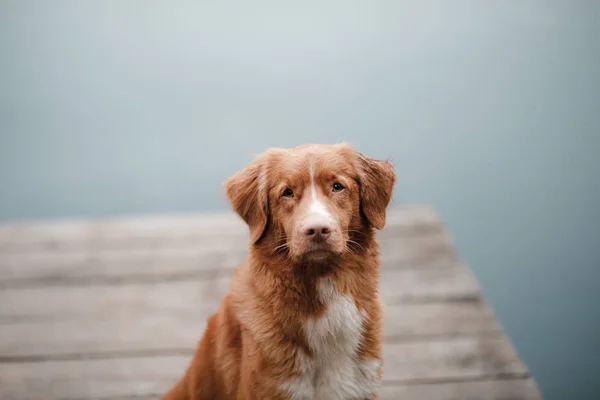 Dog Nova Scotia Duck Tolling Retriever Sits Wooden Pier Forest — Stock Photo, Image