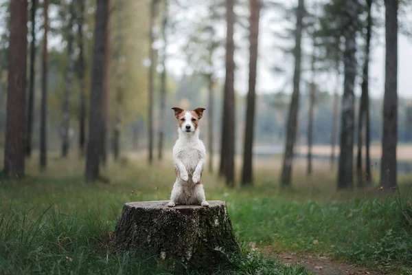 Собака Джек Рассел тер'єр сидячи на пень — стокове фото