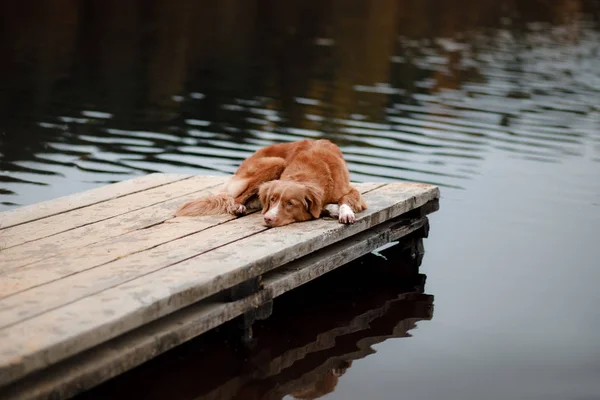 Chien Nouvelle Écosse Canard Péage Retriever Trouve Sur Une Jetée — Photo