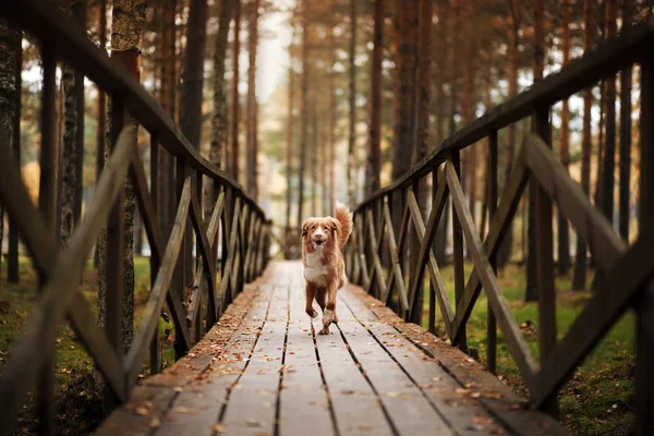 Kutya a Nova Scotia duck Retriever autópályadíj fut egy erdőben — Stock Fotó