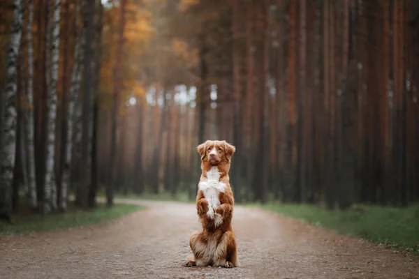 Dog Nova Scotia duck tolling Retriever to the path — Stock Photo, Image