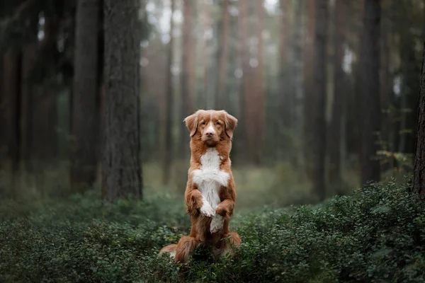 Σκύλος Nova Scotia πάπια διοδίων Retriever στο δάσος — Φωτογραφία Αρχείου
