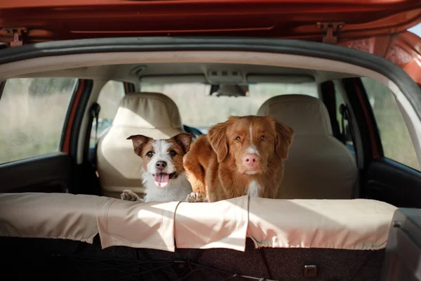 Dogs Nova Scotia duck tolling Retriever and Jack Russell Terrier — Stock Photo, Image