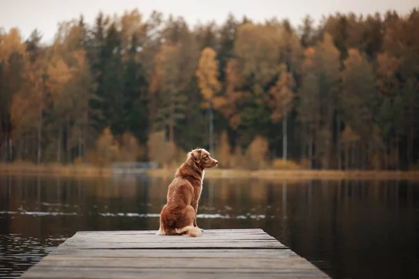 Cane Nova Scotia anatra pedaggio Retriever su un molo di legno — Foto Stock