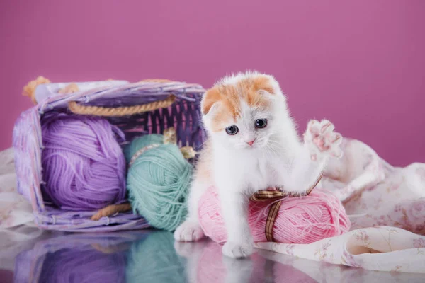 Gatinho raça escocesa — Fotografia de Stock