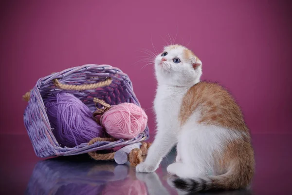 Kitten Scottish breed — Stock Photo, Image