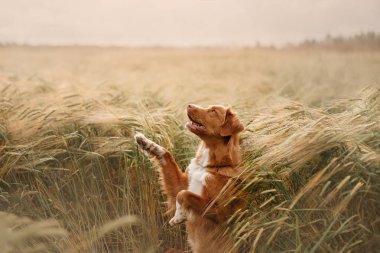 Köpek Nova Scotia duck tolling Retriever alanında