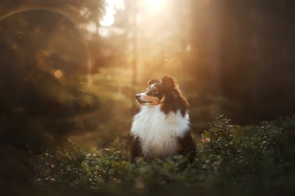 Sheltie pies w lesie — Zdjęcie stockowe