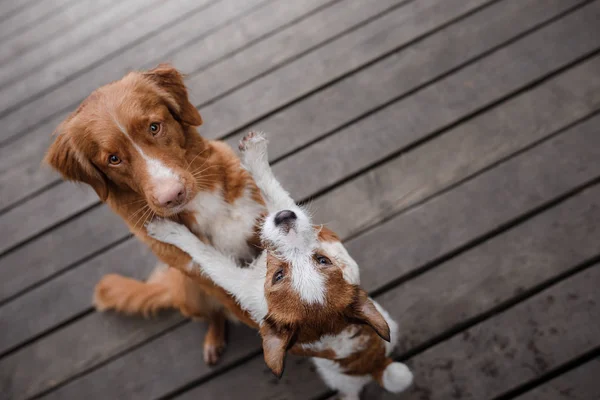 Perro Nova Scotia Duck Tolling Retriever y Jack Russell Terrier — Foto de Stock