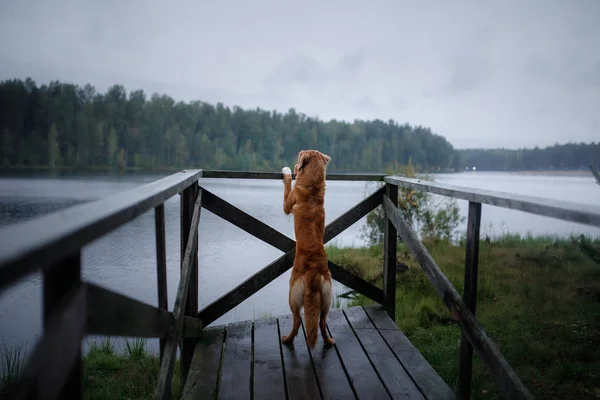 Hund Nova Scotia Duck Tolling Retriever Träbrygga Vid Skogstjärn — Stockfoto