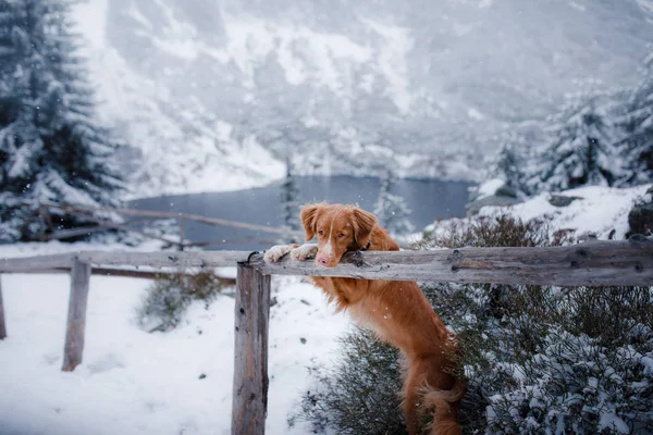 De Nova Scotia duck tolling Retriever hond in winter bergen — Stockfoto