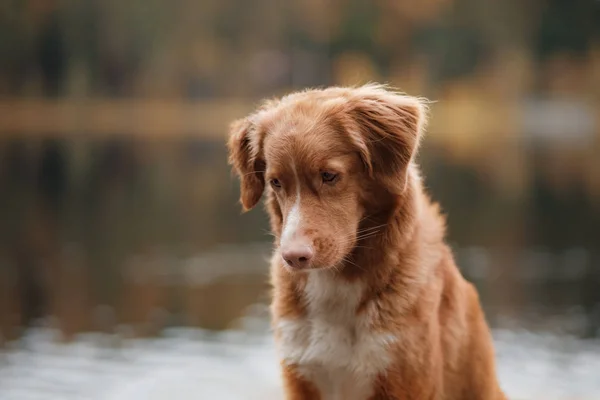 Hund nova scotia anka tolling retriever — Stockfoto