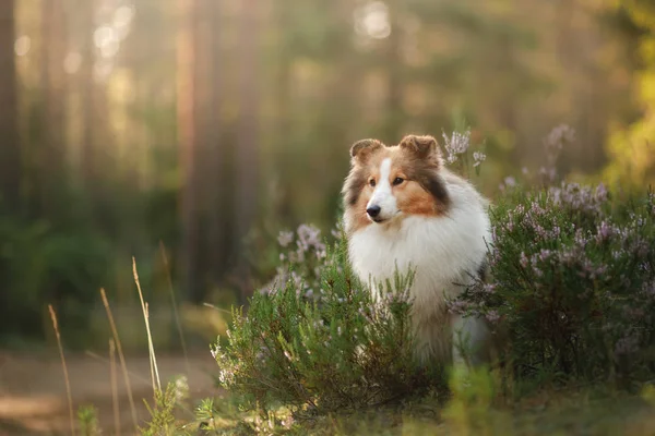 Sheltie hond in het bos — Stockfoto