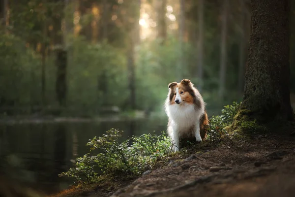 Sheltie cão na floresta — Fotografia de Stock