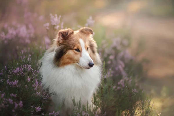 Sheltie hund i skogen — Stockfoto