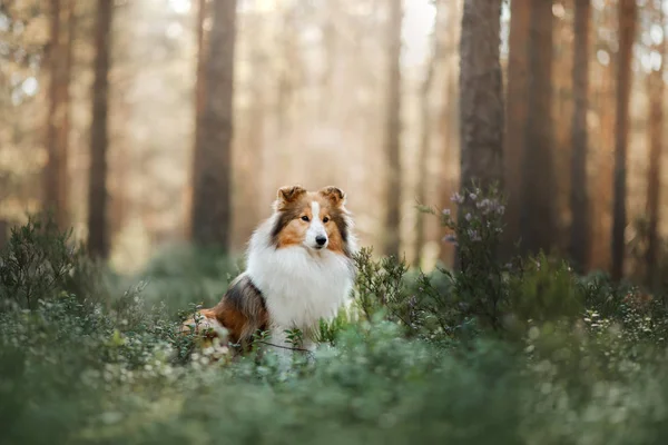Ράφι σκύλοs μέσα στο δάσος — Φωτογραφία Αρχείου