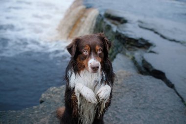 Köpek Avustralya çoban köpeği ve şelale