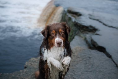 Köpek Avustralya çoban köpeği ve şelale