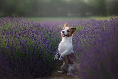 Jack Russell Terrier lavanta sahada köpek