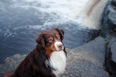Nehirde Avustralyalı çoban köpek