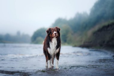 Nehirde Avustralyalı çoban köpek