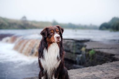 Köpek Avustralya çoban köpeği ve şelale