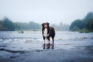 Nehirde Avustralyalı çoban köpek