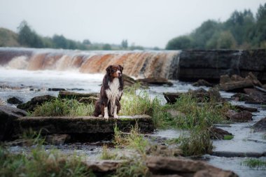 Köpek Avustralya çoban köpeği ve şelale