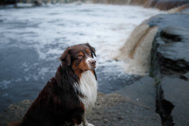 Nehirde Avustralyalı çoban köpek