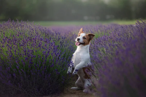 Chien Jack Russell Terrier sur champ de lavande — Photo