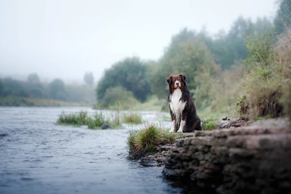 Nehirde Avustralyalı çoban köpek — Stok fotoğraf