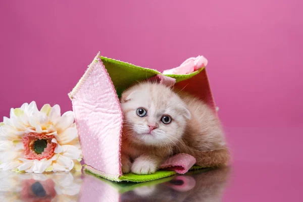 Pequeno gatinho bonito raça escocesa — Fotografia de Stock