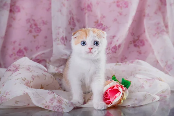 Pequeno gatinho bonito raça escocesa — Fotografia de Stock