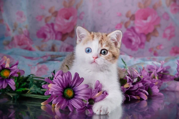 Small cute kitten Scottish breed — Stock Photo, Image