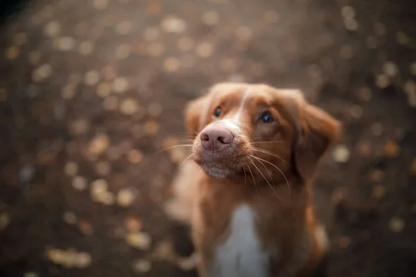 La Nuova Scozia anatra pedaggio cane Retriever all'aperto in autunno — Foto Stock