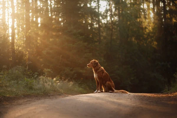 Dog Nova Scotia duck tolling Retriever walks in the forest — Stock Photo, Image