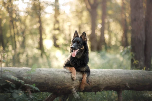 夏の間に森の中で屋外のチェコ シェパード ドッグ — ストック写真