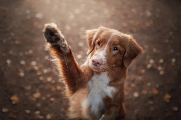 La Nouvelle-Écosse canard péage Retriever chien à l'extérieur à l'automne — Photo