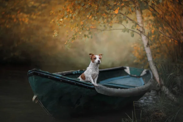 狗杰克罗素梗在小船在水 — 图库照片