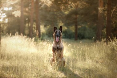 Gün batımında uzun otların arasında oturan köpek Malinois