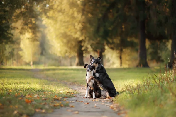 Zwei Hunde Border Collie sitzen auf dem Fußweg — Stockfoto