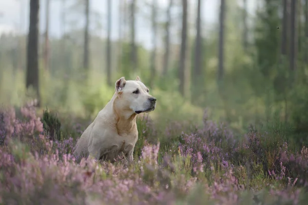 Köpek çukur boğa korkunç ormanda oturan