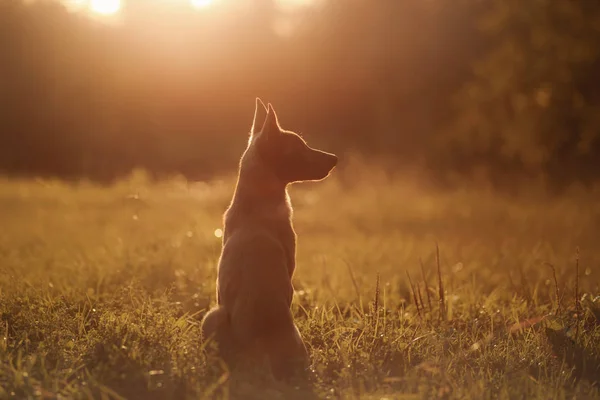 Puppy Malinois dog at sunset — Stock Photo, Image