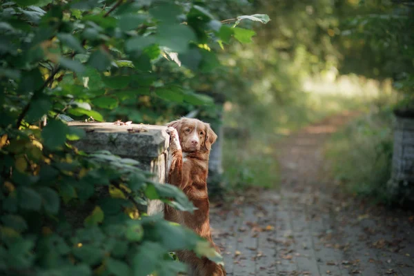 O pato da Nova Escócia pedágio Retriever cão ao ar livre — Fotografia de Stock