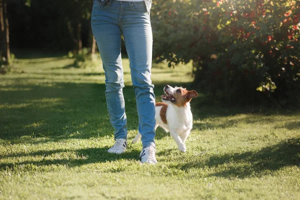 Dívka si hraje se psem. Jack Russell teriér v přírodě. Léto — Stock fotografie