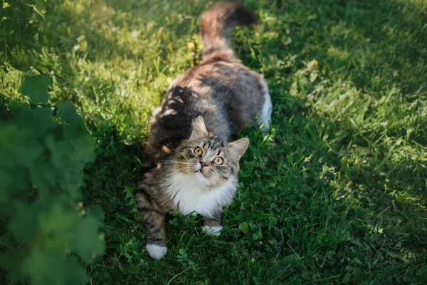 草の上に横たわる大きなふわふわ猫 — ストック写真