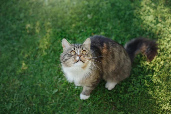 草の上に座って大きなふわふわ猫 — ストック写真