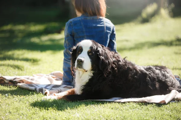 The girl with the pet. Bernese mountain dog in nature — Stock Photo, Image